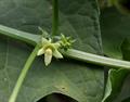 Sechium edule